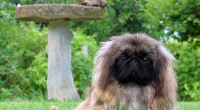 Pekingese Problems