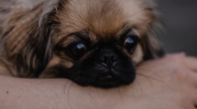 Pekingese Puppy Energy Level