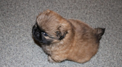 Pekingese Puppy How Much To Feed