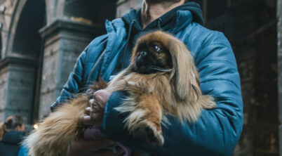 Pekingese Screaming