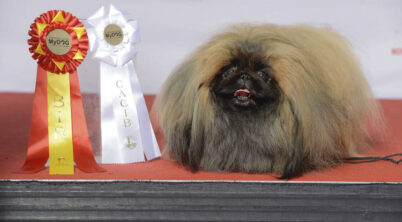 Pekingese Show Grooming