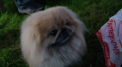 Pekingese Special Qualities