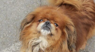 Pekingese Temperament With Other Dogs