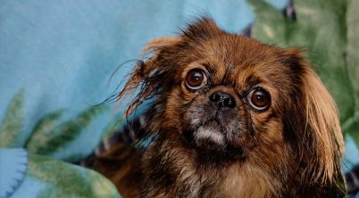 Pekingese Urine Blood