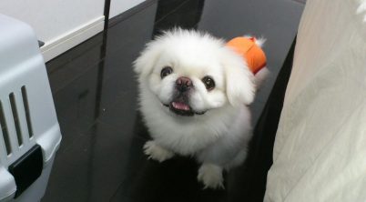 Pekingese Weight By Age