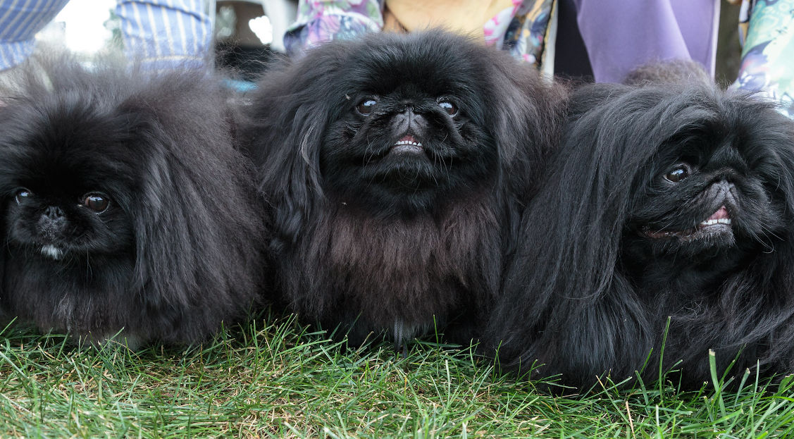 Pekingese What's Good About em Pekingese Central