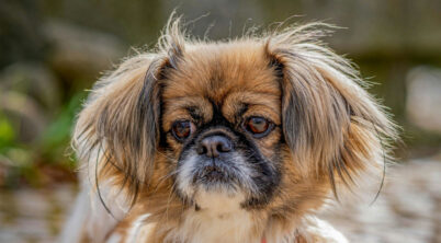 Pekingese Won’t Eat