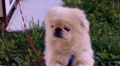 Rare Pekingese Colors