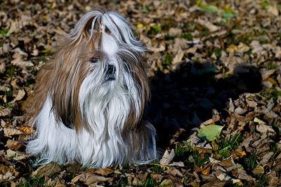 shih tzu dog face coat fur