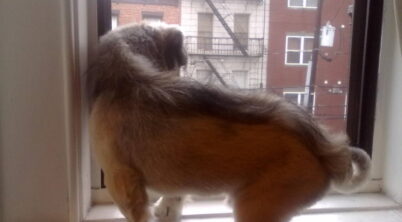 Should You Shave a Pekingese?