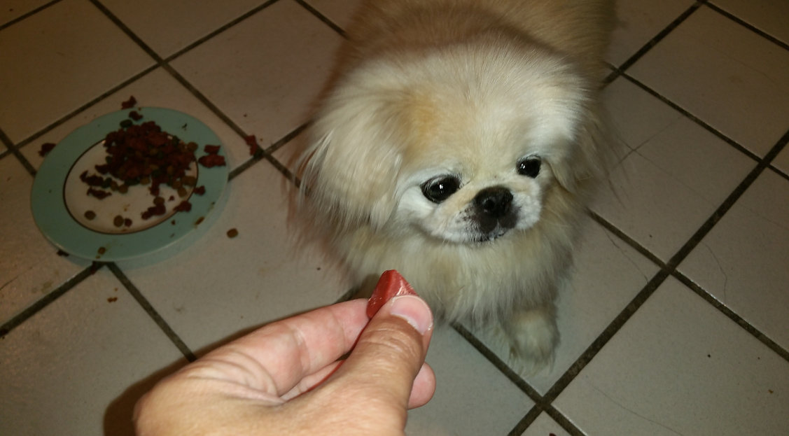 Best food for pekingese best sale