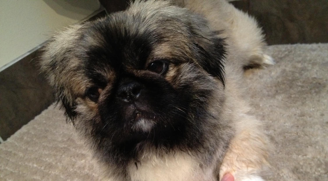 Black and hot sale tan pekingese