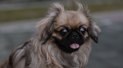 Why Does My Pekingese Lick the Air?